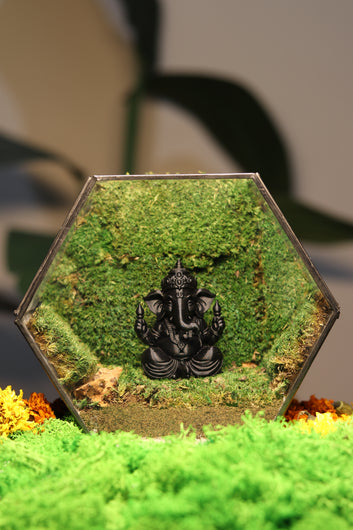 Ganesh Ji's Black Hexagon Terrarium